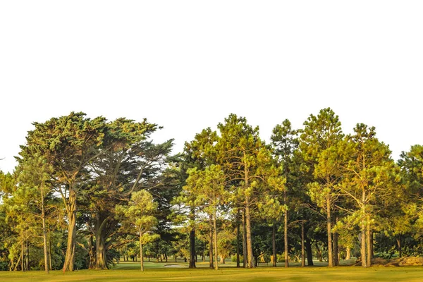 Árvores grandes no parque Foto isolada — Fotografia de Stock
