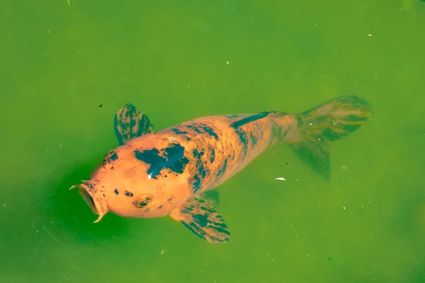 Koi Fish at Pond — Stock Photo, Image