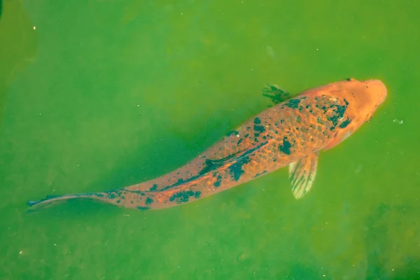 Koi vissen in de vijver — Stockfoto