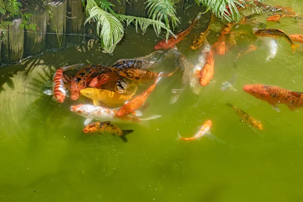 Koi vissen in de vijver — Stockfoto