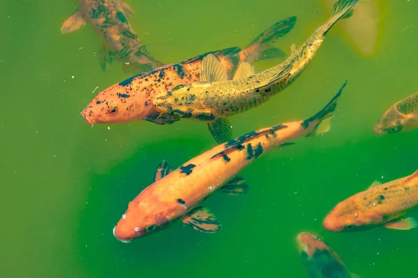 池で鯉魚 — ストック写真