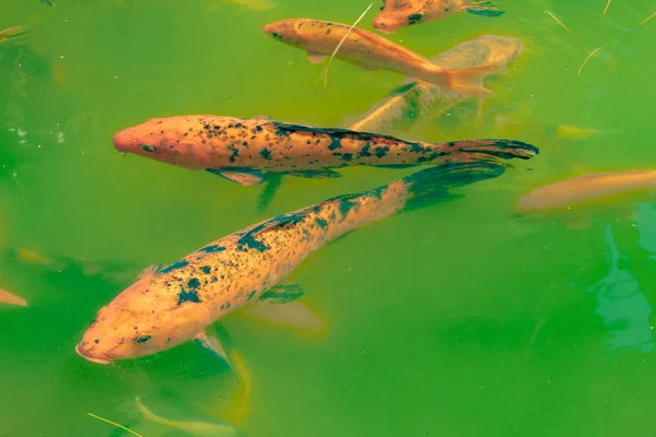 Koi Peces en el estanque —  Fotos de Stock