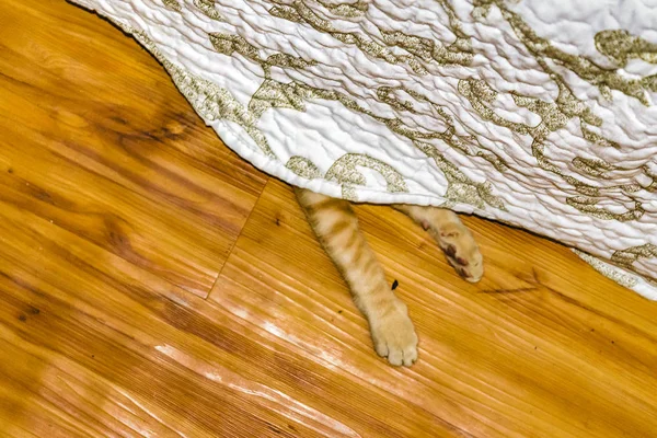 Πόδι γάτας κρυφοκοιτάζουν κάτω από το κρεβάτι — Φωτογραφία Αρχείου