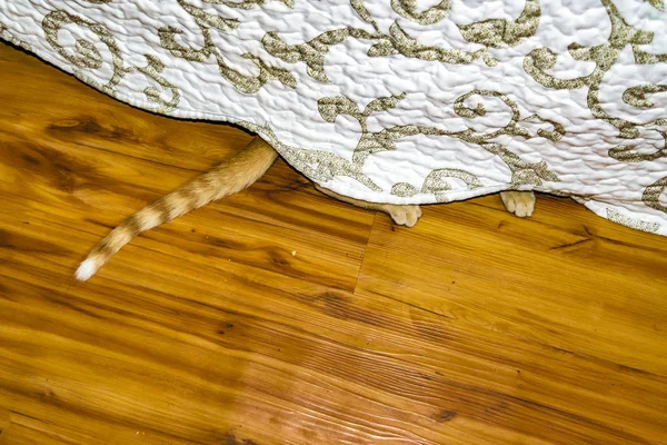 Лапа кота підглядає під ліжко — стокове фото