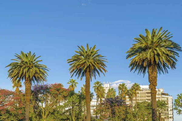 Palm Trees and Blue Sky — Stock Photo, Image