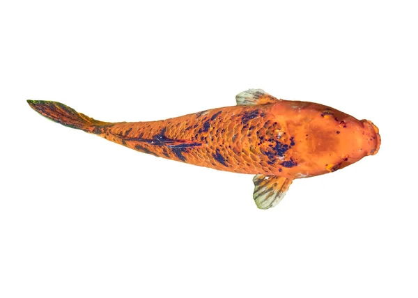 Koi pescado aislado — Foto de Stock