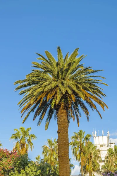 Palmy i błękitne niebo — Zdjęcie stockowe