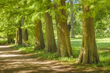 Montevideo Botanik Bahçe
