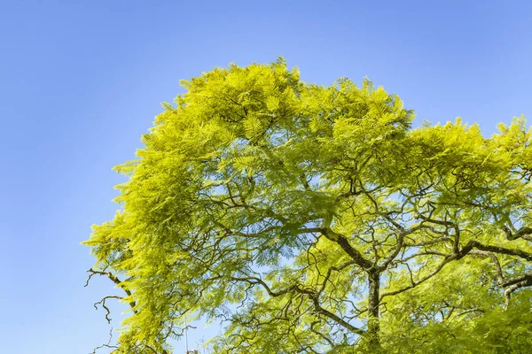 Pohon Besar dan Latar Belakang Langit Biru — Stok Foto