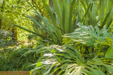 yeşil bitkiler arka plan