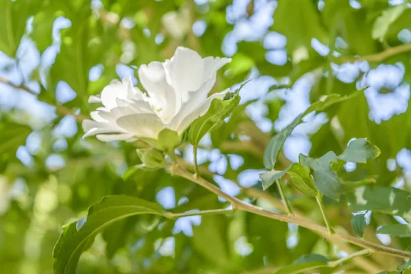 植物园的白玫瑰 — 图库照片
