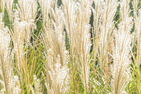 Plantes blanches au jardin botanique — Photo