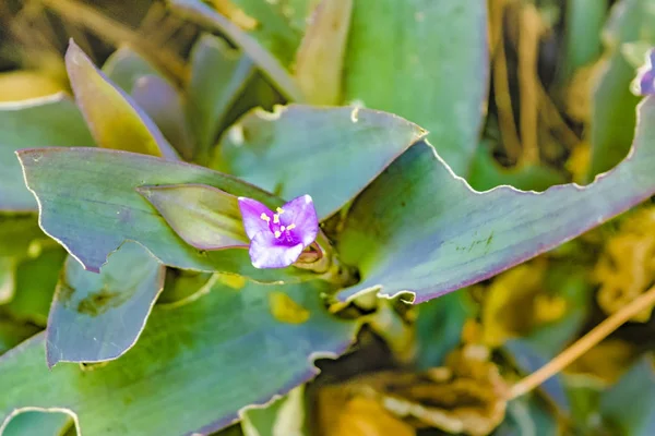 Lila Blume im botanischen Garten — Stockfoto