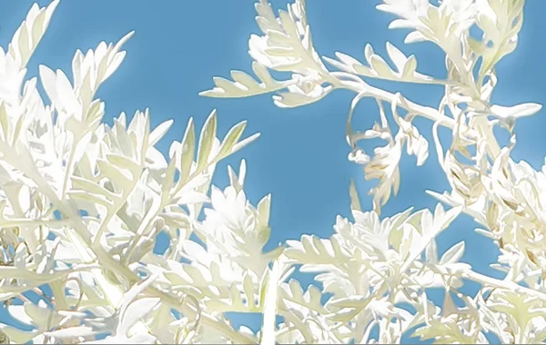 蓝色背景的白色植物 — 图库照片