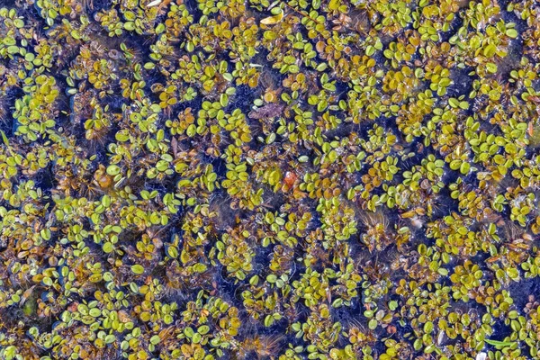 池で小さな植物 — ストック写真