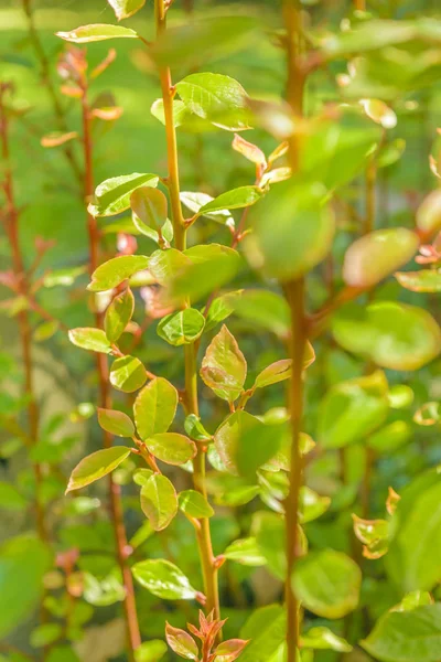 Groene planten achtergrond — Stockfoto