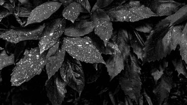 siyah ve beyaz bitkiler arka plan