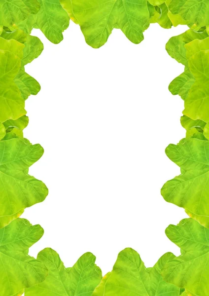 Weißer Rahmen mit Pflanzeneinfassungen — Stockfoto