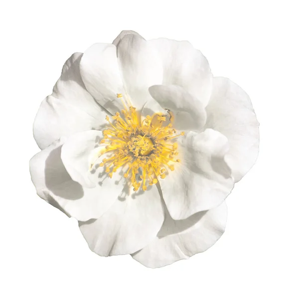 Isolated Photo White Flower Top View — Fotografie, imagine de stoc