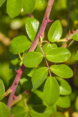 yeşil bitkiler arka plan