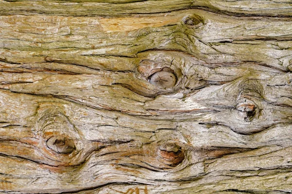 树树干纹理 — 图库照片