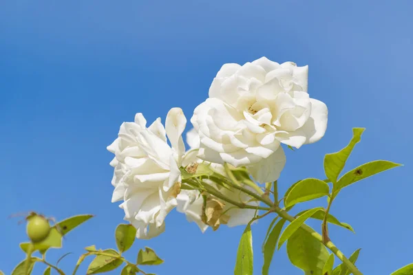 Λευκά τριαντάφυλλα στο βοτανικό κήπο — Φωτογραφία Αρχείου