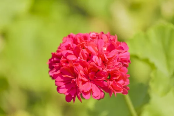 Rose rouge au jardin botanique — Photo