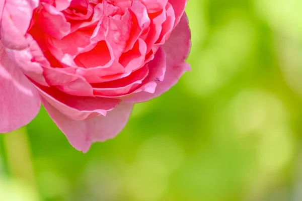 Rudá růže v botanické zahradě — Stock fotografie