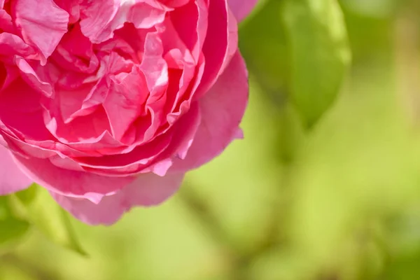 植物園の赤いバラ — ストック写真