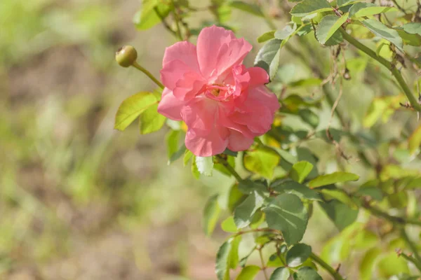 Κόκκινο τριαντάφυλλο στο βοτανικό κήπο — Φωτογραφία Αρχείου