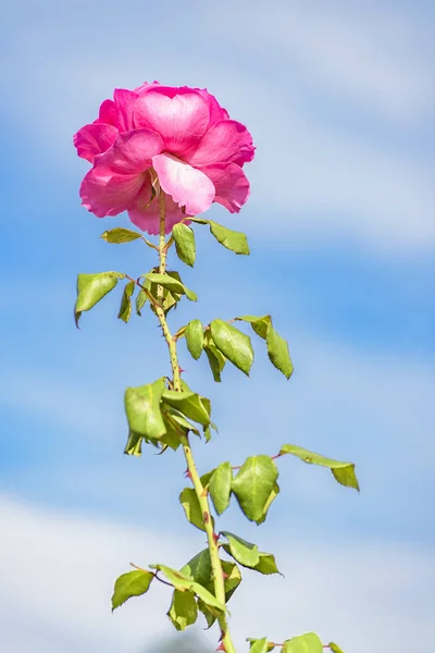 Różowych róż w ogrodzie botanicznym — Zdjęcie stockowe