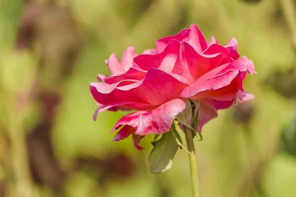 Růžové růže v botanické zahradě — Stock fotografie