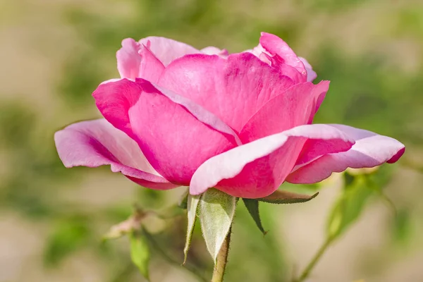 Ροζ τριαντάφυλλο στο βοτανικό κήπο — Φωτογραφία Αρχείου