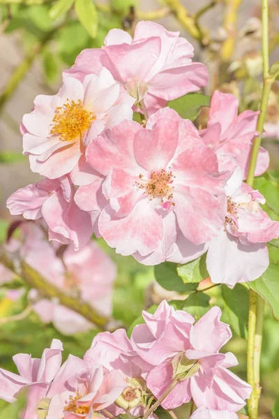 植物園のピンクのバラ — ストック写真