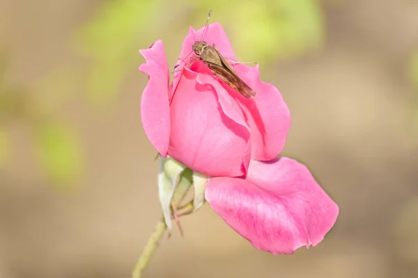 Ροζ τριαντάφυλλο στο βοτανικό κήπο — Φωτογραφία Αρχείου