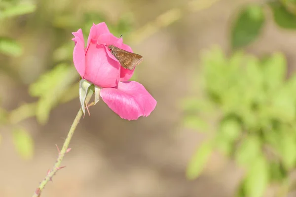 ピンクの植物園でローズ — ストック写真