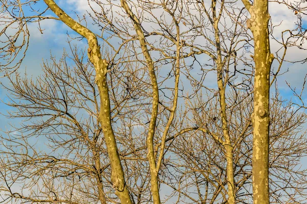 Leaveless grenar och blå himmel — Stockfoto