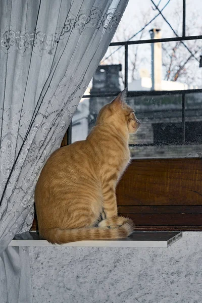Gato na casa da janela — Fotografia de Stock