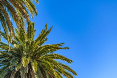 Mavi gökyüzü arka planda palmiye ağaçları