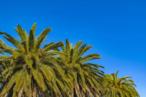 Palmeras en el cielo azul Fondo — Foto de Stock