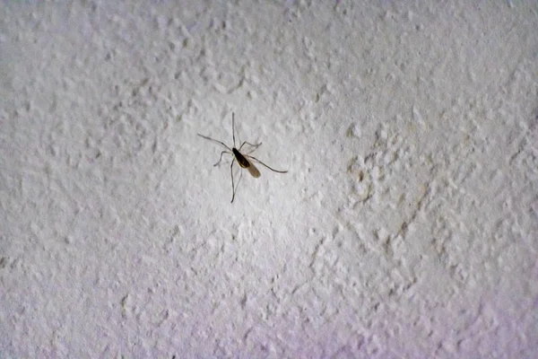 Mosquito at Room Wall — Stock Photo, Image