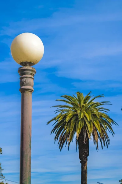 Palmera y luz urbana —  Fotos de Stock