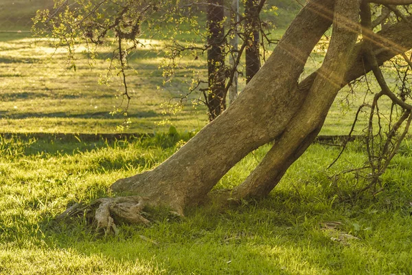 Деревья и трава в парке — стоковое фото