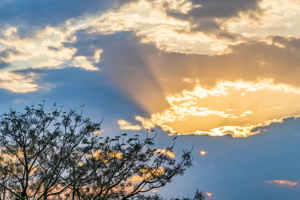 Drzewo i tło zachód słońca niebo — Zdjęcie stockowe