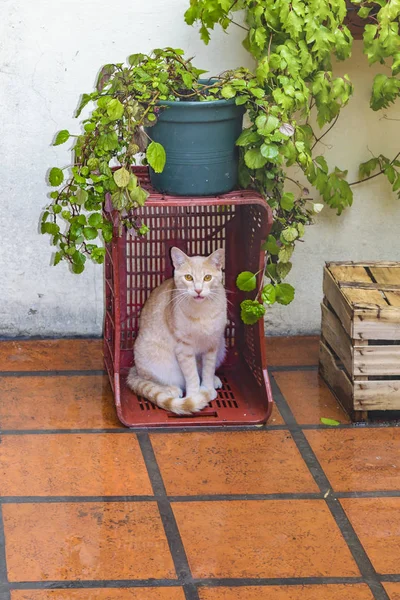 Gato macho adulto na jarda — Fotografia de Stock