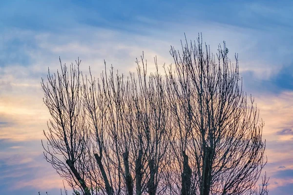 Laubloser Baum und Himmel bei Sonnenuntergang — Stockfoto