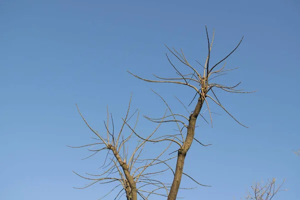 Ramas de árboles y cielo azul — Foto de Stock