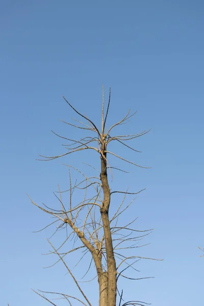 Ramas de árboles y cielo azul —  Fotos de Stock