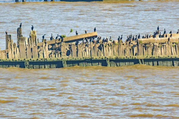 Gruppen von Vögeln am Fluss — Stockfoto