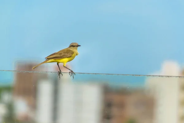 Kleiner Vogel über Kabel — Stockfoto